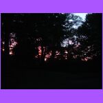 Light of the Woods.jpg